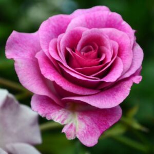 Melody Perfume Rose Plant Live