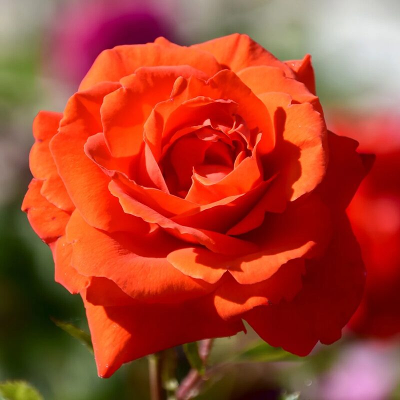 Sun Fire Rose Plant Live - Image 2