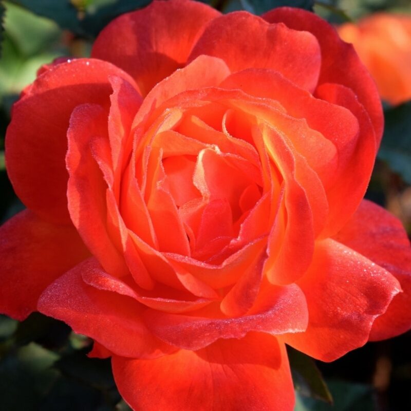 Sun Fire Rose Plant Live