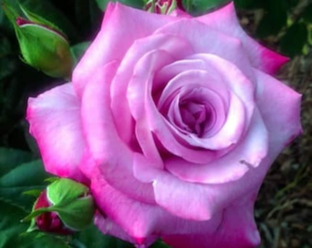 Fragrant Plum Rose Plant Live - Image 5