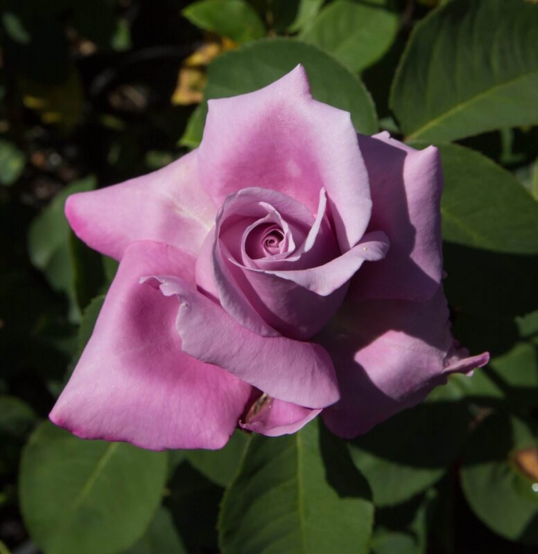 Fragrant Plum Rose Plant Live - Image 4