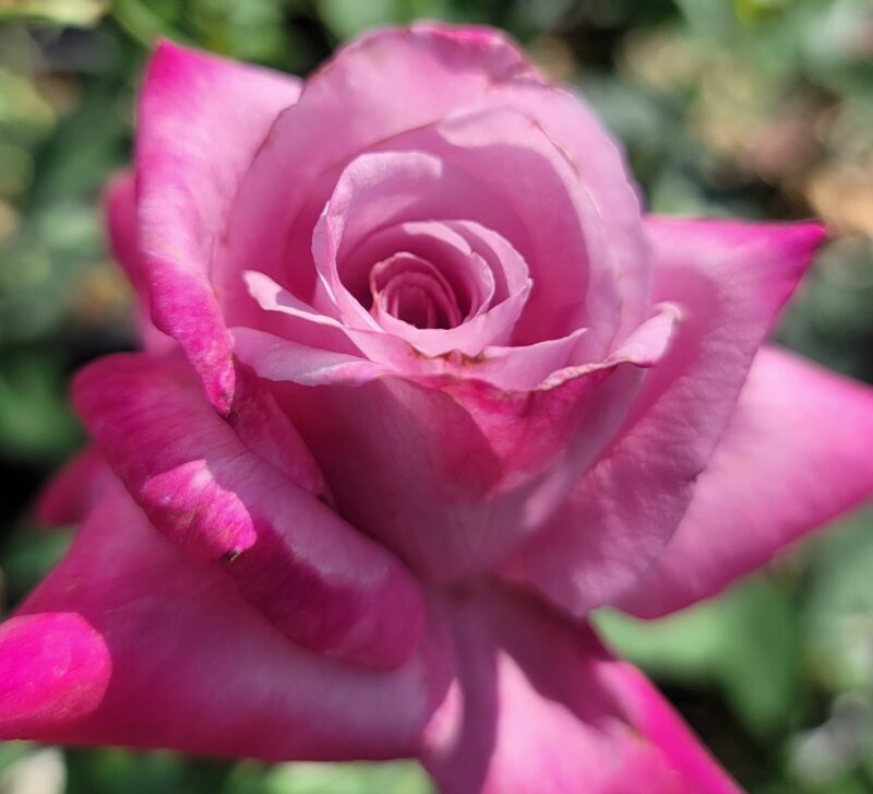 Fragrant Plum Rose Plant Live - Image 3