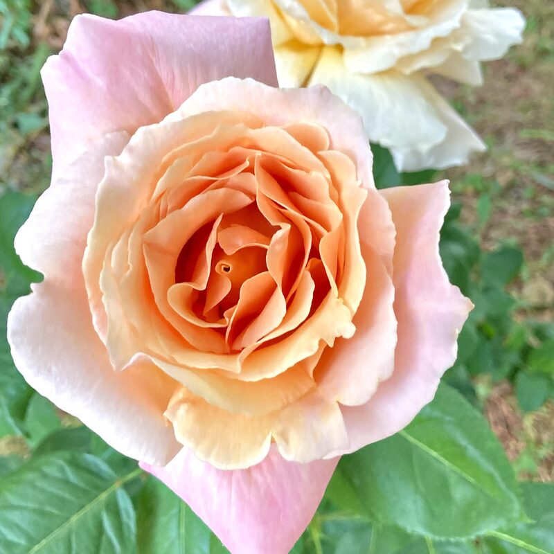 Medallion Rose Plant Live