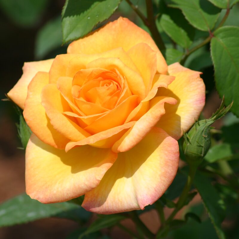 Gold Medal Rose Plant Live, 2 Quart Rose Potted Live Plant - Image 3