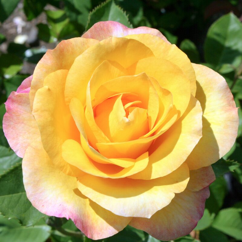 Gold Medal Rose Plant Live, 2 Quart Rose Potted Live Plant - Image 2