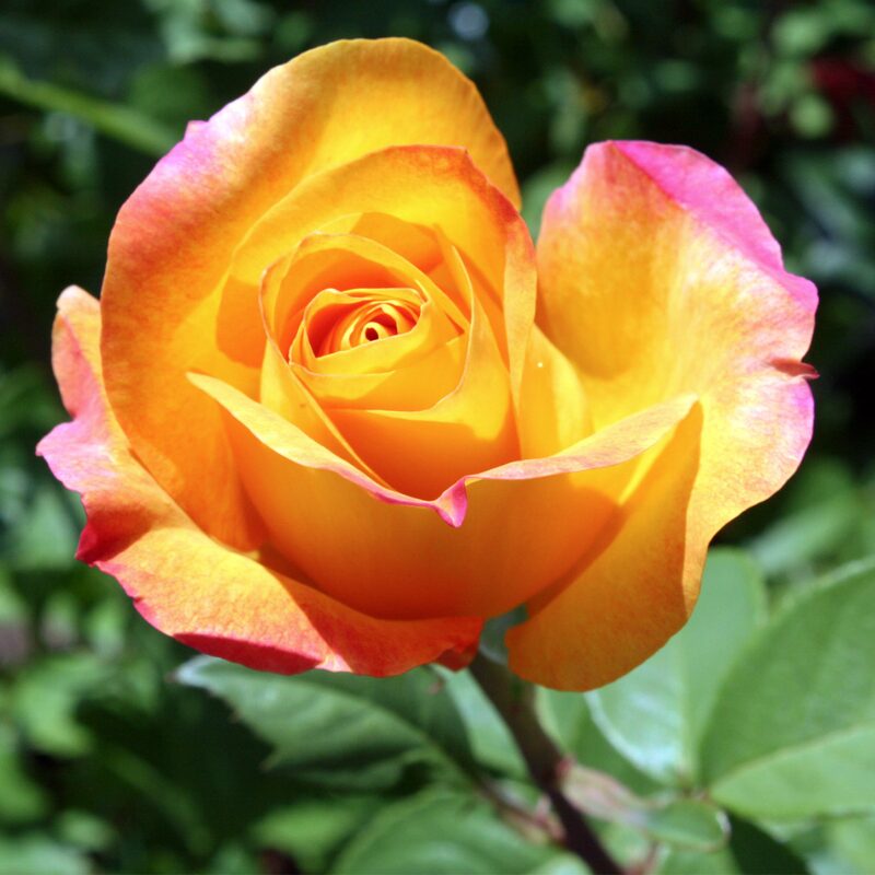 Gold Medal Rose Plant Live, 2 Quart Rose Potted Live Plant