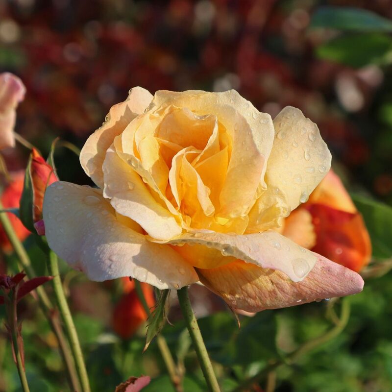 Sutters Gold Rose Plant Live - Image 5