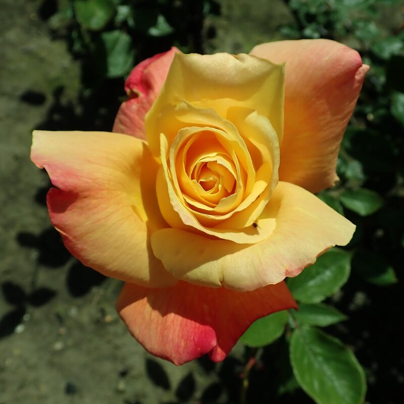 Sutters Gold Rose Plant Live - Image 6