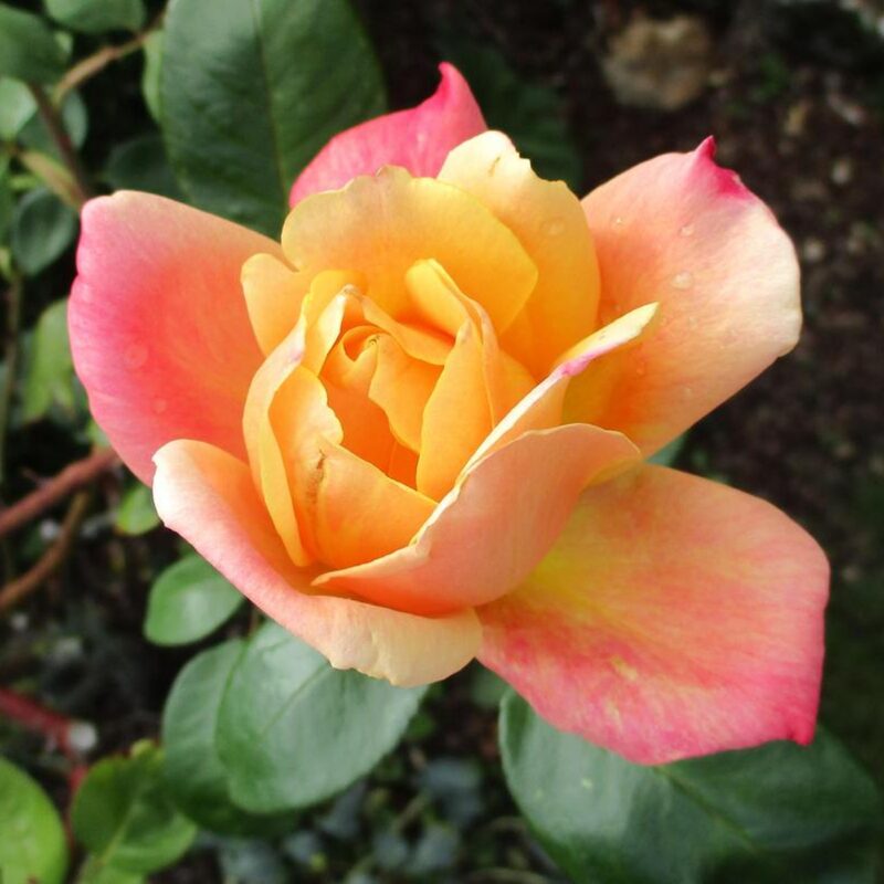 Sutters Gold Rose Plant Live - Image 4