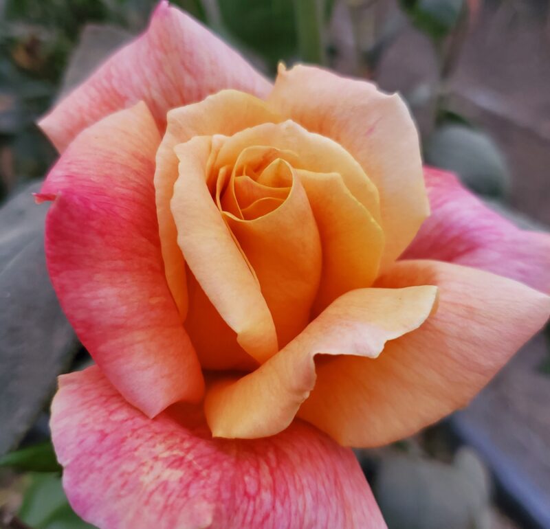 Sutters Gold Rose Plant Live - Image 3