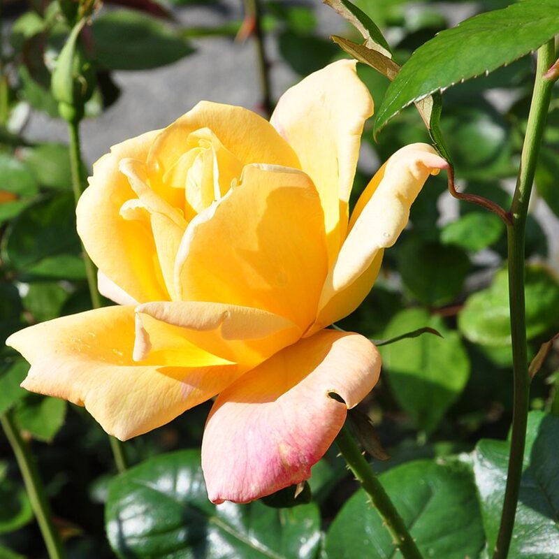 Sutters Gold Rose Plant Live - Image 2