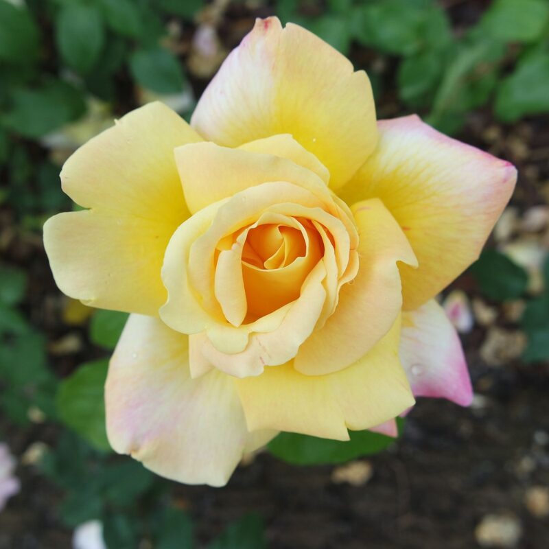Sutters Gold Rose Plant Live
