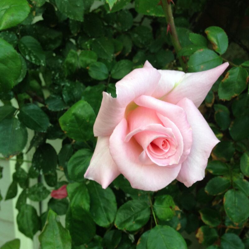 Brides Dream Rose Plant Live - Image 5