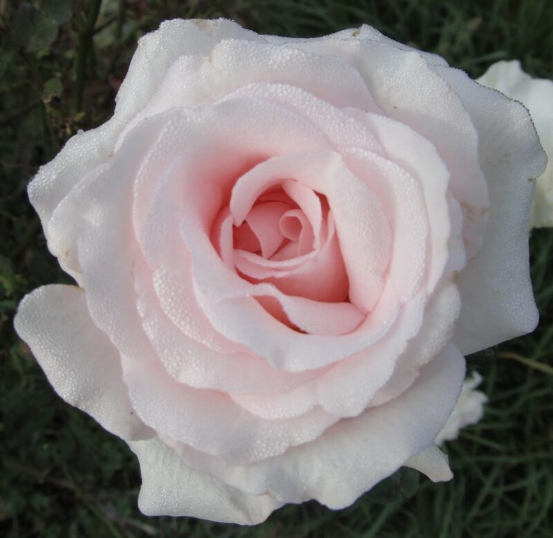 Brides Dream Rose Plant Live - Image 4