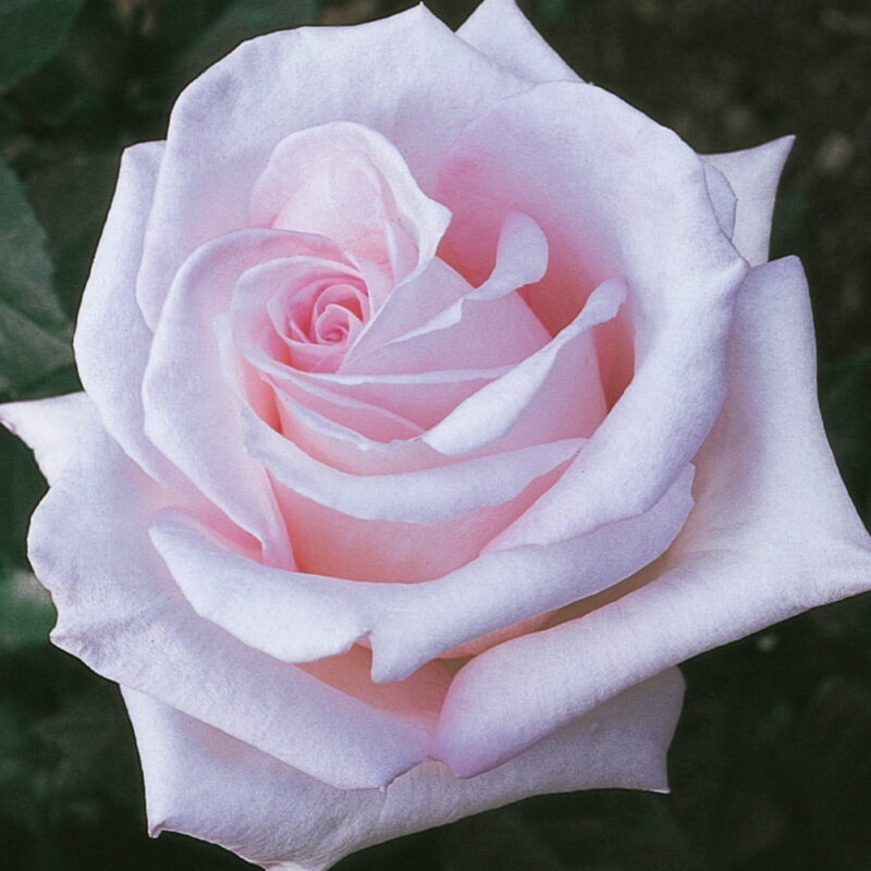 Brides Dream Rose Plant Live - Image 3