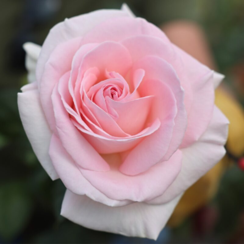 Brides Dream Rose Plant Live - Image 2