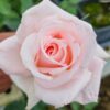 Brides Dream Rose Plant Live