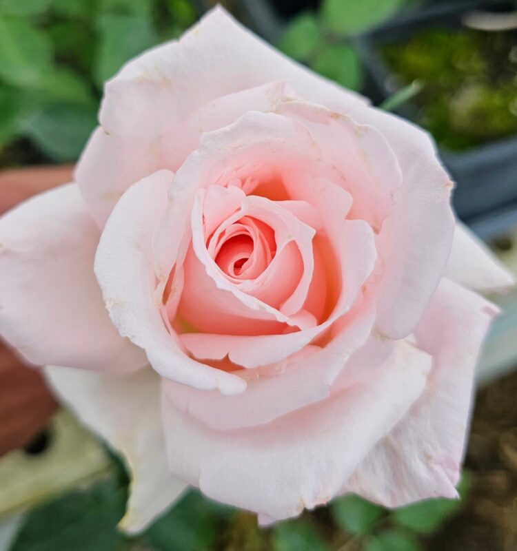 Brides Dream Rose Plant Live