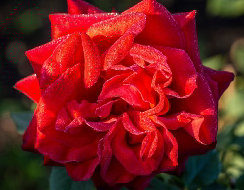 Red Rose Plant Live - Image 4