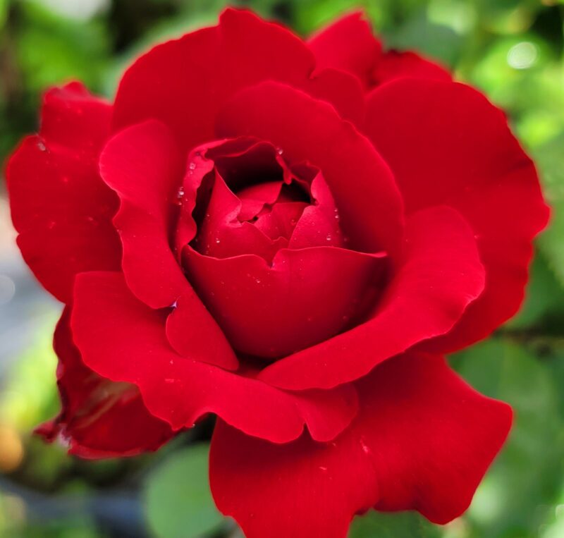 Red Rose Plant Live - Image 2