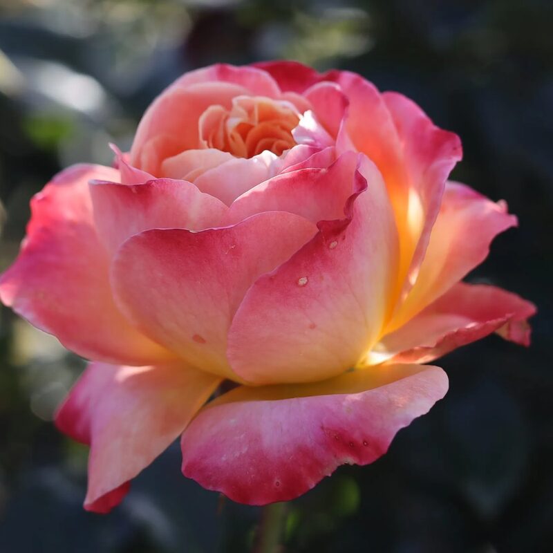 Broadway Rose Plant Live - Image 5