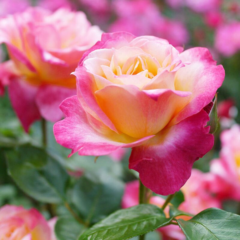 Broadway Rose Plant Live - Image 4