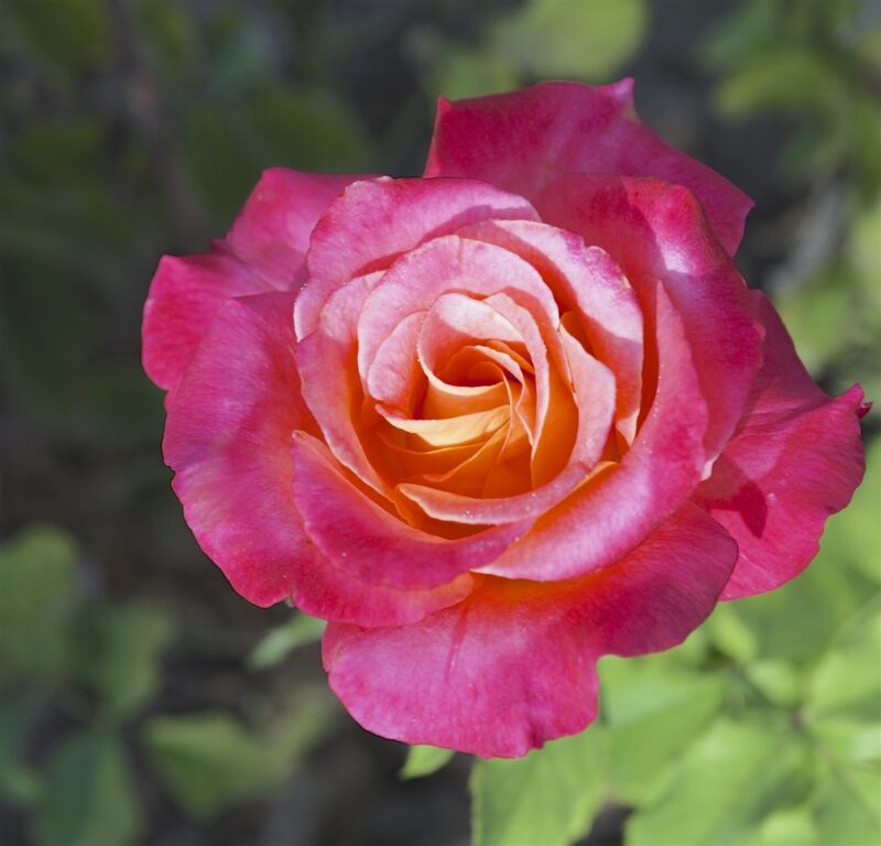 Broadway Rose Plant Live - Image 3
