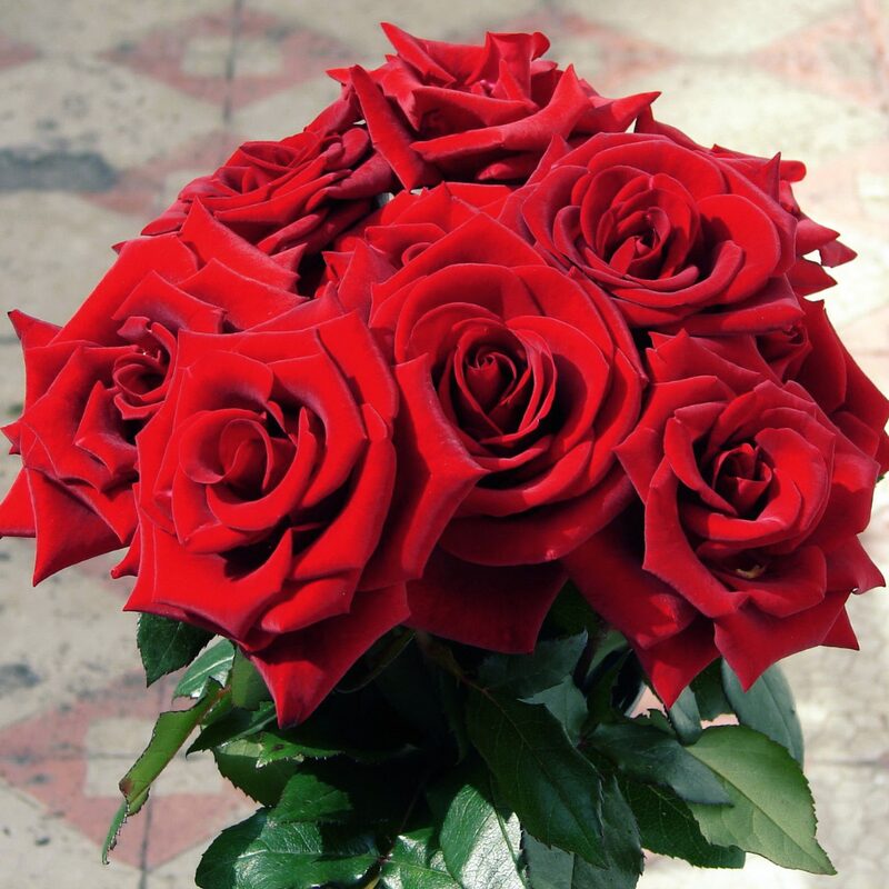 Camara Red Rose Plant Live - Image 6