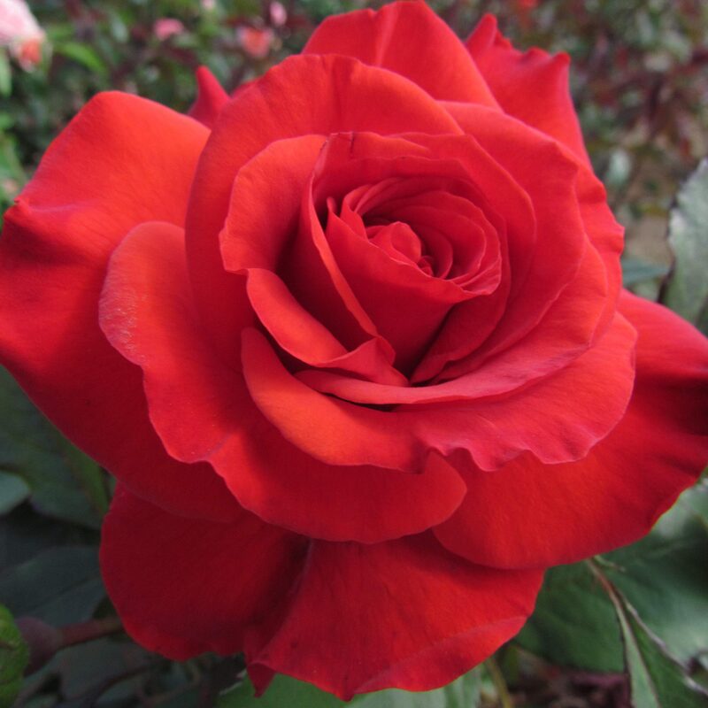 Camara Red Rose Plant Live - Image 3