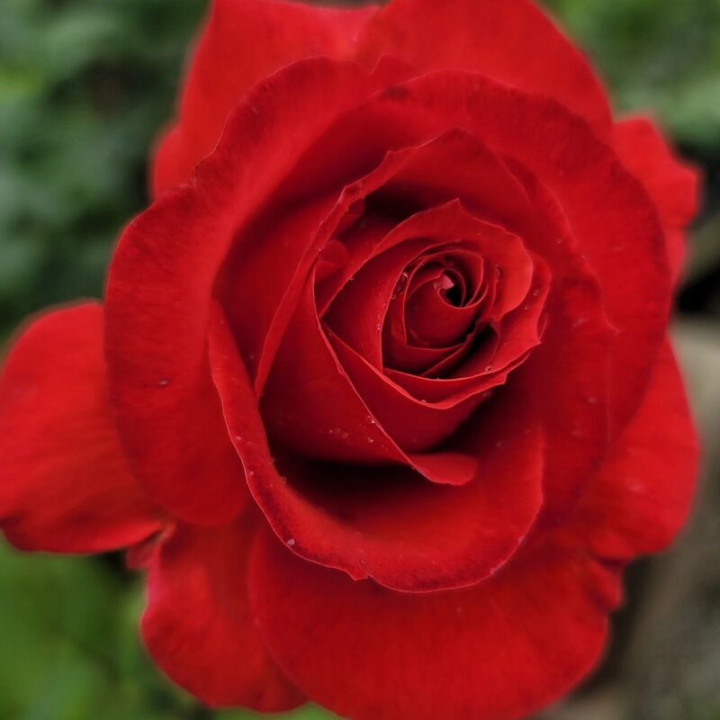 Camara Red Rose Plant Live - Image 4