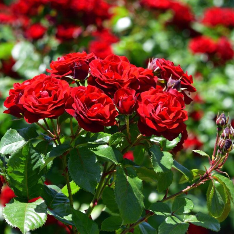 Camara Red Rose Plant Live - Image 2