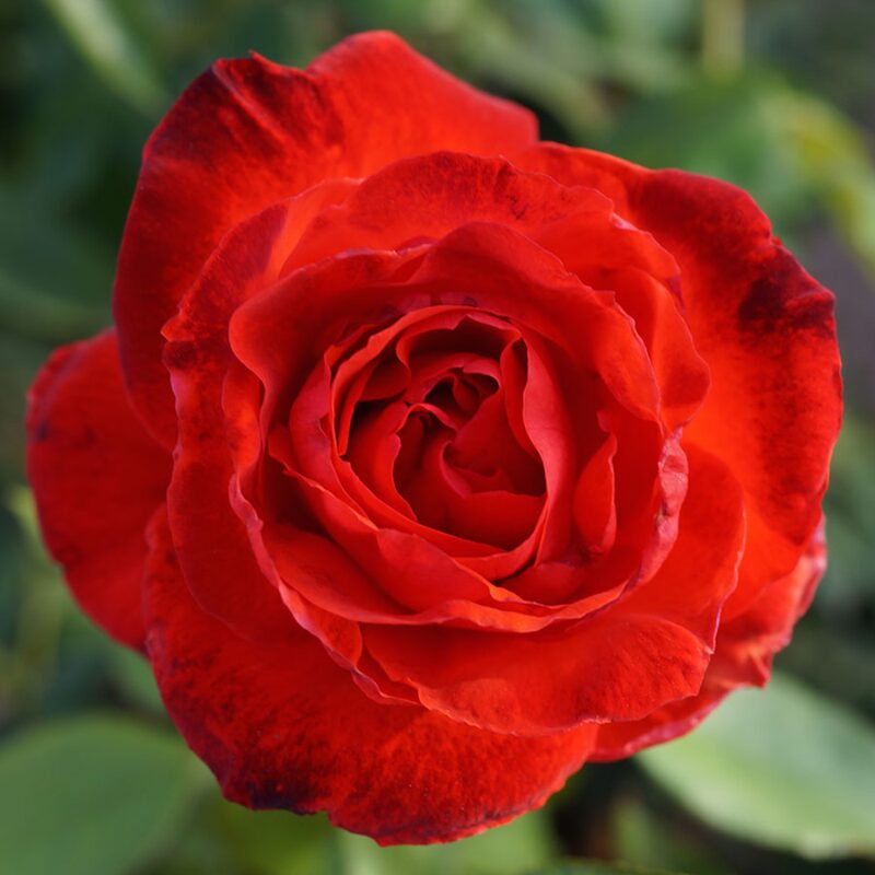 Camara Red Rose Plant Live