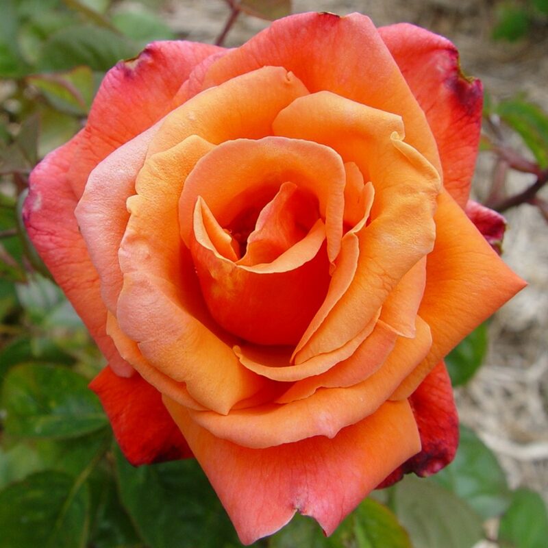 Royal Dane Rose Plant Live - Image 4