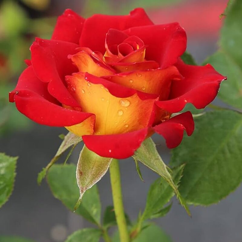 Royal Dane Rose Plant Live - Image 2