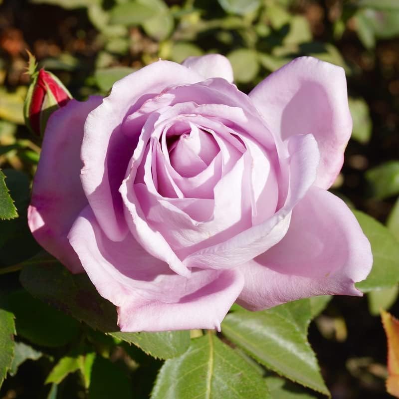 Blue Girl Rose Plant Live - Image 4