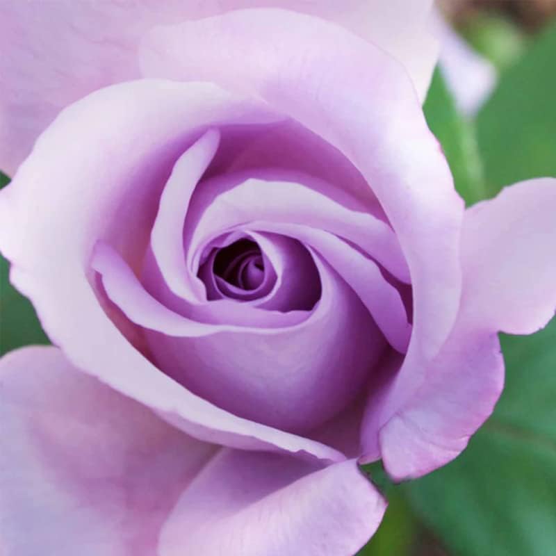 Blue Girl Rose Plant Live - Image 3