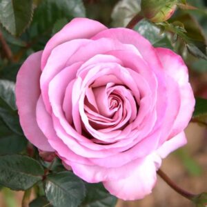 Alternative view of Blue Girl Rose Plant Live