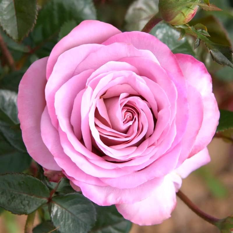 Blue Girl Rose Plant Live - Image 2