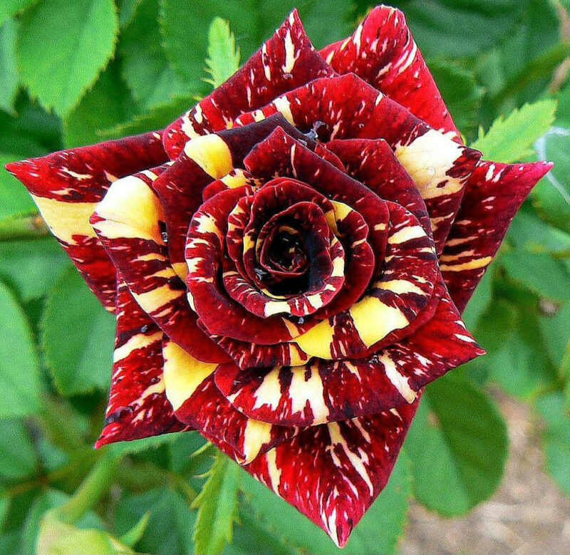Abracadabra Rose Plant Live