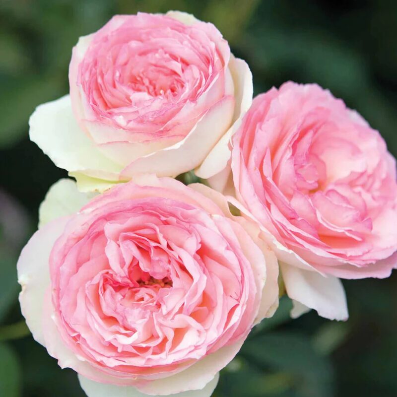 Eden Rose Pink Climbing Rose Plant - Image 5