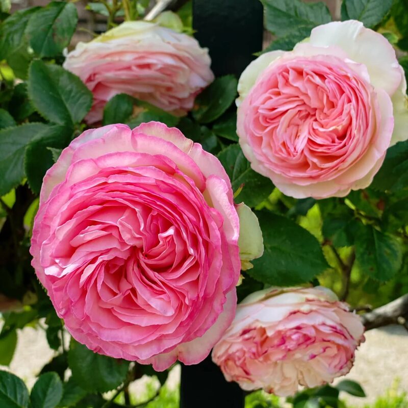 Eden Rose Pink Climbing Rose Plant - Image 3