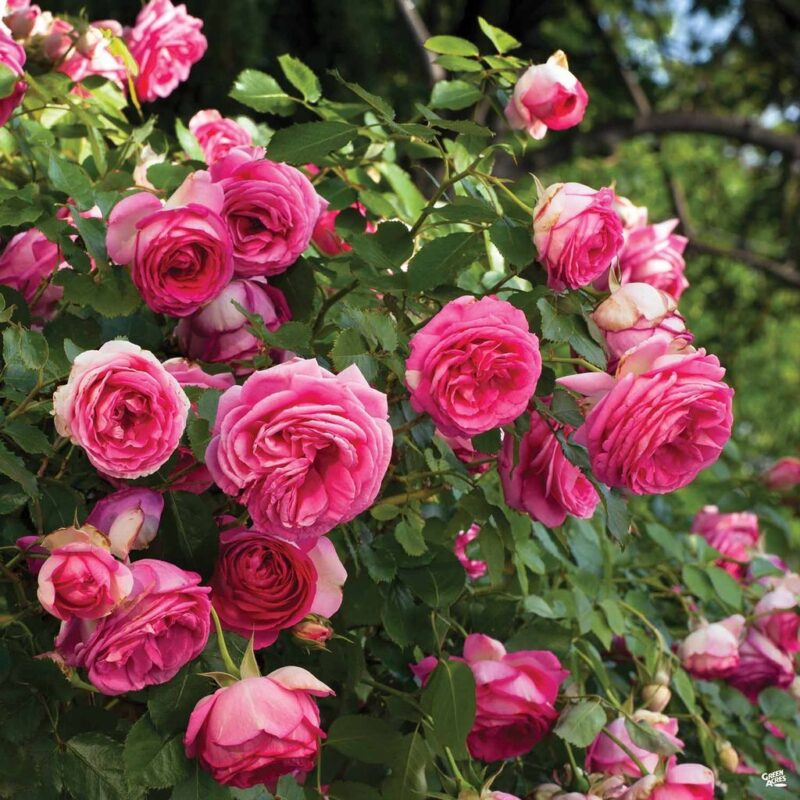 Eden Rose Pink Climbing Rose Plant - Image 2