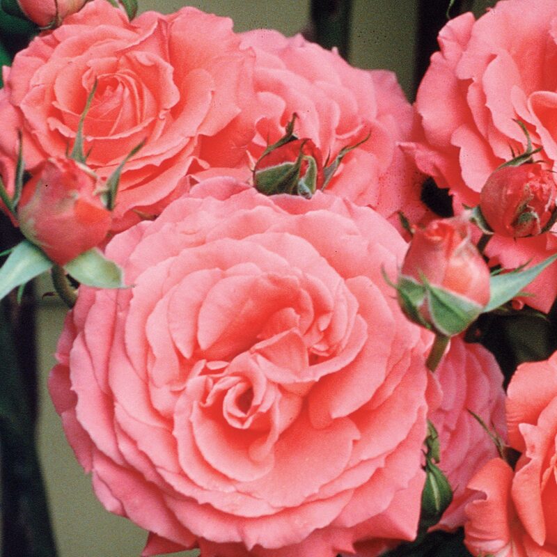 America Salmon Pink Climbing Rose Plant - Image 6