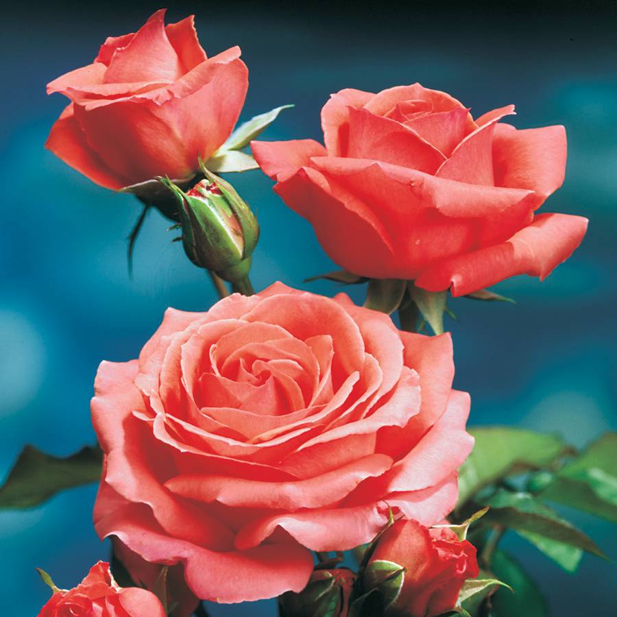 America Salmon Pink Climbing Rose Plant - Image 4