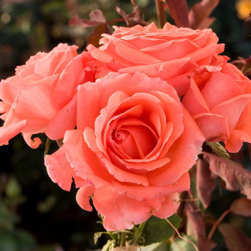 America Salmon Pink Climbing Rose Plant - Image 3