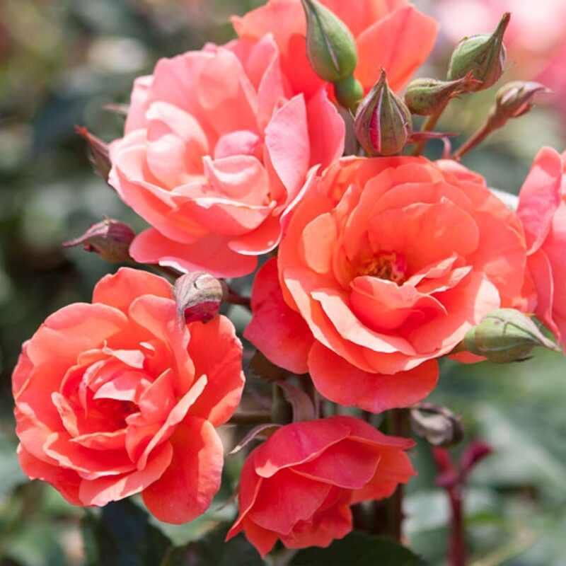 America Salmon Pink Climbing Rose Plant
