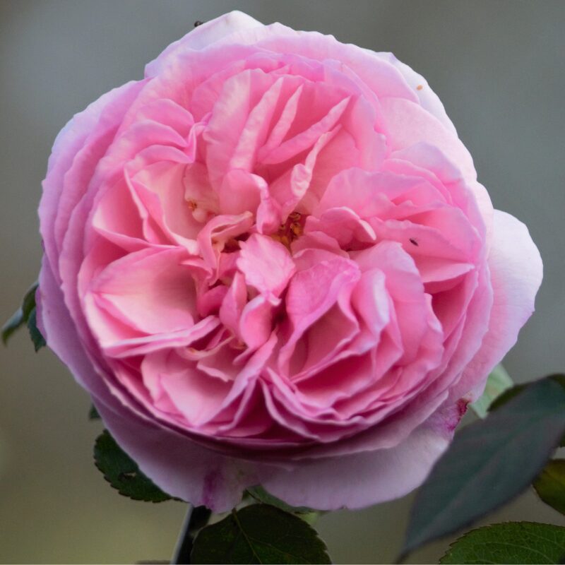 Madam Ernest Calvat Rose Bush - Image 6