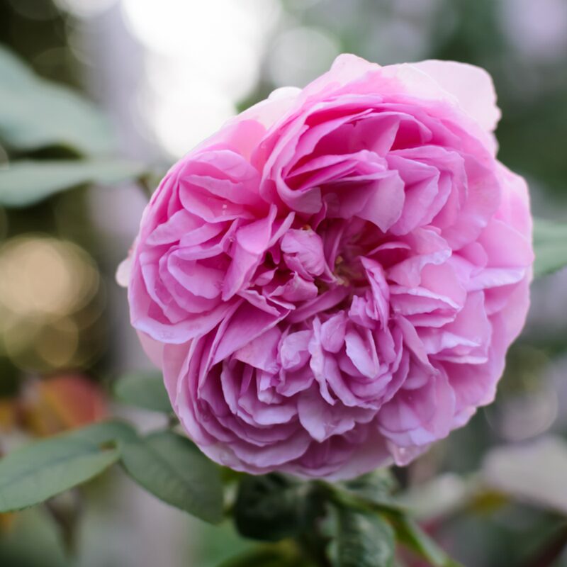 Madam Ernest Calvat Rose Bush - Image 5