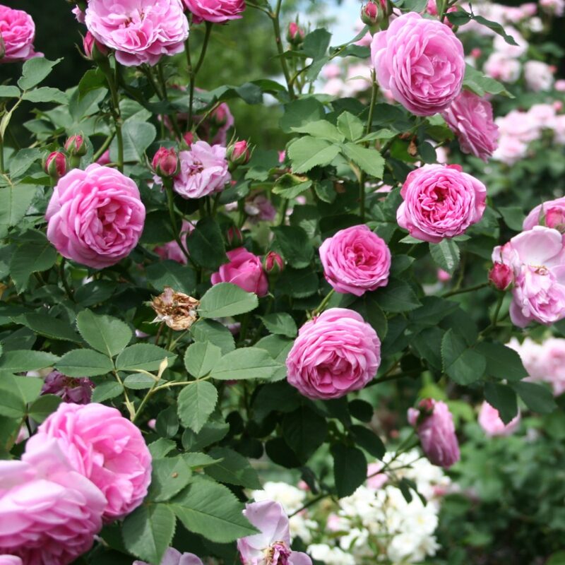 Madam Ernest Calvat Rose Bush - Image 4