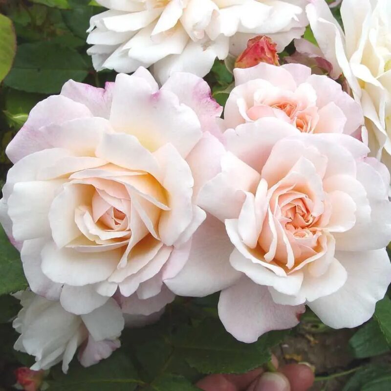 Gruss An Aachen Rose Bush - Image 5